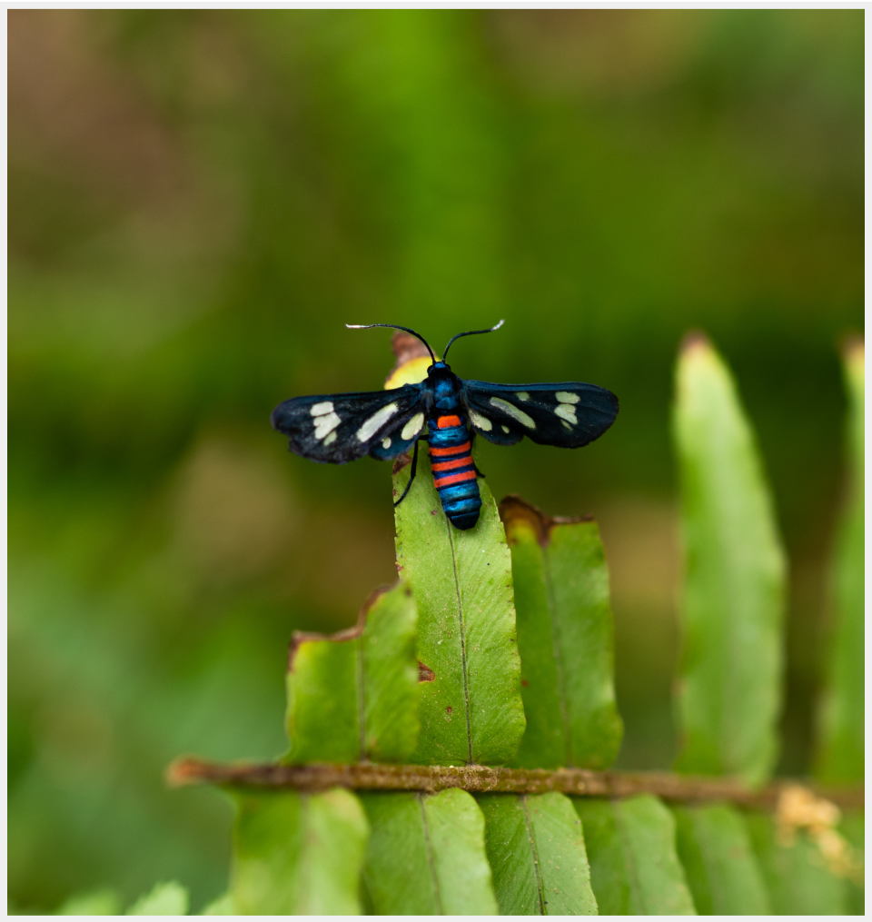 Eco-responsible packaging